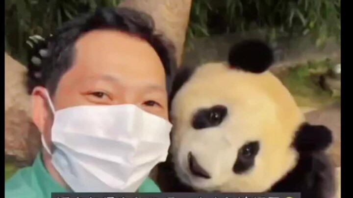 【Gấu trúc lớn Phúc Bảo】Quá ăn hình, Phúc Bảo chụp ảnh cùng ông Tống