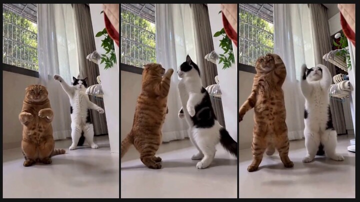 বিড়াল যখন ডান্সার! | Viral Cat Video