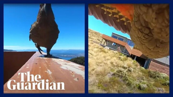 A kea parrot stole a GoPro camera and captured the breathtaking beauty of the skies in flight.