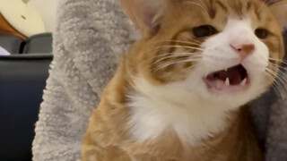 Who hasn't eaten cat ear dumplings during the Chinese New Year?