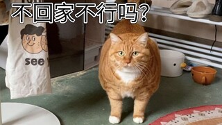 Apa yang akan terjadi jika membawa si jeruk besar paling gemuk dari Bilibili pulang kampung untuk me