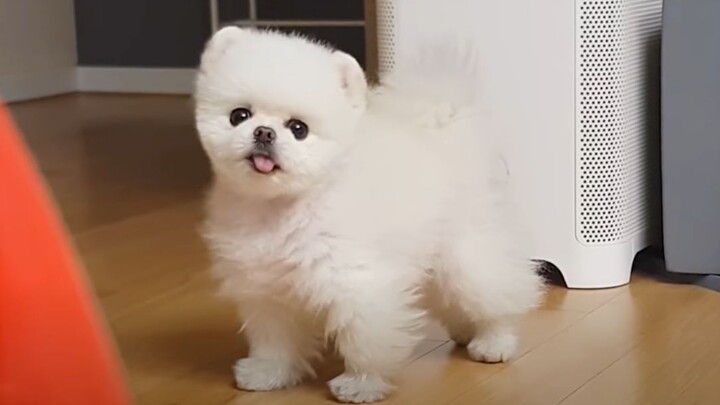 I tried the dog translator, haha!