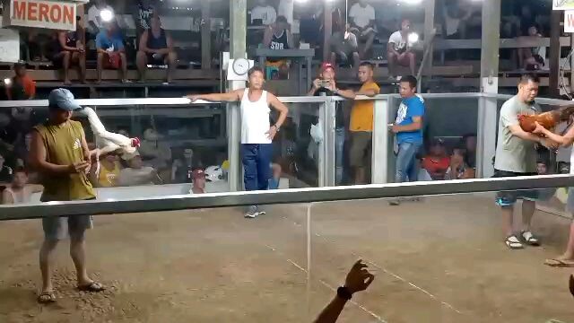 3 cocks ulotan 40k bigay Agad, Osmeña Marabut Samar 2nd fight Draw