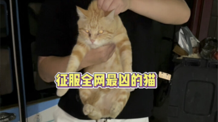 No matter how tough the cat is, I’ll tame it with just one slice of this pie!