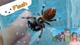 [Động vật] Ghép cặp cho nhện Phidippus regiu thất bại