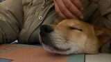 [Hewan] Bekerja Lembur Ditemani Anjing Manja