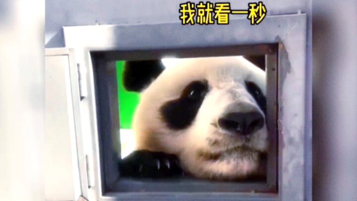 شين شياو يي: “قد تكون بنغ شنغ شنغ التالية! رجاءً تعاملوني بلطف”