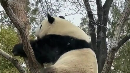 I’m the Third Prince of Xizhimen, and I’ll never let a single ticket be worth less than it should be