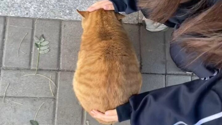 Suka roti kecil yang mengembang seperti ini?