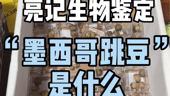 Apa itu kacang melompat Meksiko?