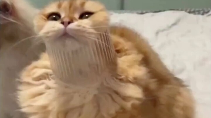 Kucing kecil agak pintar, tapi nggak terlalu.