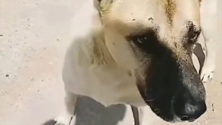 شيو قاو: حسنًا، لقد وقعت على فرصة سهلة.