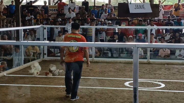 lose bulik biboy line