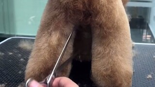 The red teddy bear with knots all over his body can be transformed by shearing his hair.