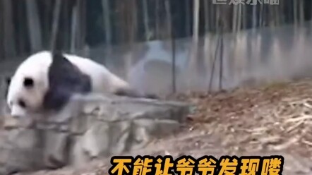 Phúc Bảo chạy thật giống một chú heo con, ha ha ha #GấuTrúc QuốcBảo