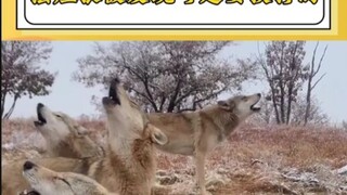 إذا اكتشفوا أنك ذئب مهمل، فستتعرض للضرب بالتأكيد. ما رأيك أن تجرب أن تكون إنسانًا في حياتك القادمة؟