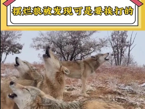 If a slacker wolf gets caught, it's gonna get beaten. How about trying to be human in your next life