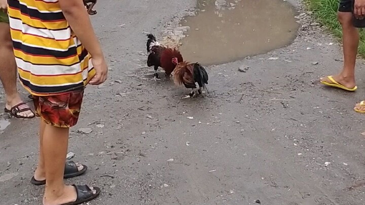 My sweater lemon miniature (signature)🐓