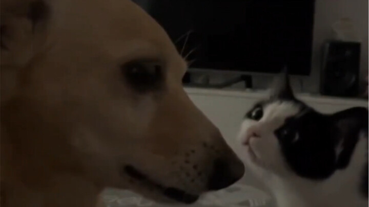 Cat: Old dog, I don’t want to see any displeasure in your eyes.