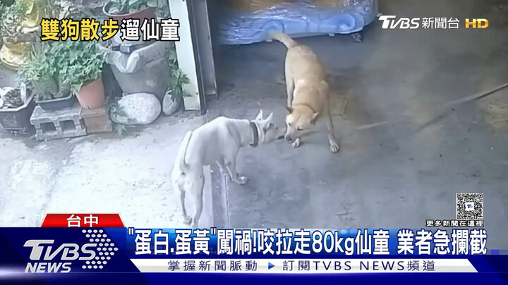 Berita Taiwan: Dua anjing berjalan-jalan sambil mengajak Xiantong!