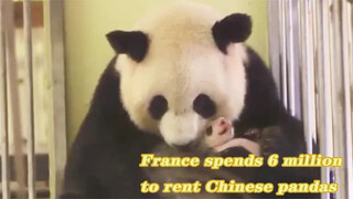 France Paid 6 Million to Rent Two Pandas from China
