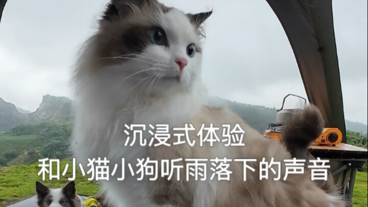 和小猫小狗听雨落下的声音