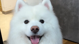 Quả nhiên, Xiao Sa từng học đại học tại nhà đúng là khác biệt thật...