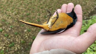 [Dokumentasi] Melepas Burung Langka