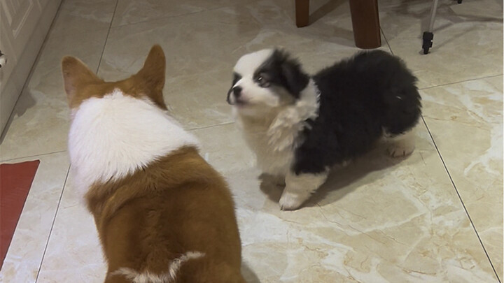 เกี่ยวกับเรื่องที่ฉันไม่ใช่สุนัขเลี้ยงแกะเวลช์