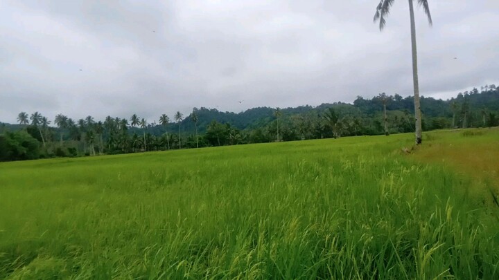 padi organik... lokasi Desa Ikhwan Kec. Dumoga Barat Kab. Bolaang Mongondow, Prov. Sulawesi Utara.