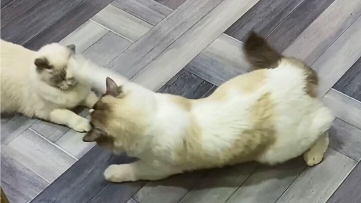 All the cats at the cat café are going wild!