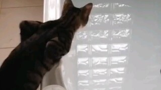 Curiosity kills the cat for a reason haha