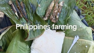 sugar farming girl ❣️💪 in the Philippines