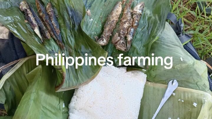 sugar farming girl ❣️💪 in the Philippines