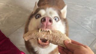 My German Shepherd must have starved to death in his past life—she starts cursing if I don’t give he