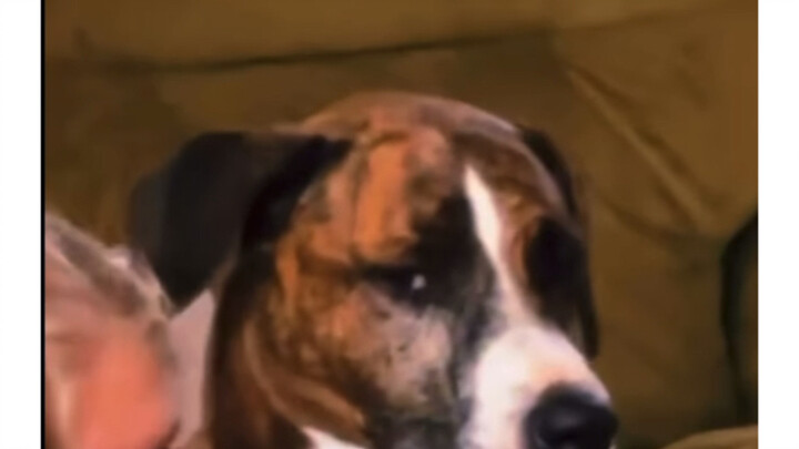 Happy Dog Compilation II