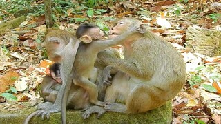 OMG Baby Monkey Make Her Mom Like That, After Kidnapper Monkey Kidnap Baby Baby Look Stronger