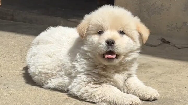 Grandma’s little country dog