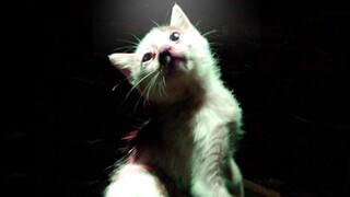 The kitten fell into a deep well and waited for death alone. He seized the moment and regained the l