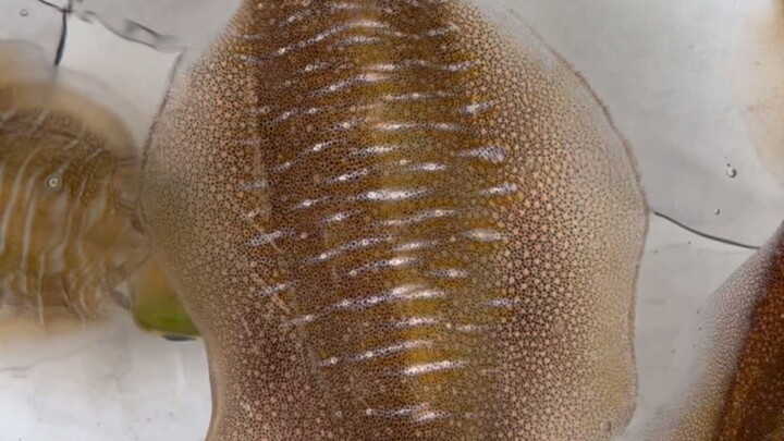 ปลาหมึกตัวเก่าจำศิลปินได้ อาหารดองสดเลือกมันเป็นอันดับแรก