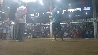 2 cocks panta derby 10k bigay agad( Marabut Galleria) 1st fight win