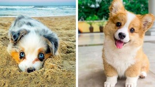 OMG CUTE BABY ANIMALS Videos Compilation CUTEST โมเมนต์ของสัตว์ 🐶 ลูกสุนัขน่ารัก 33
