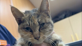 Stir-fried Eggs with Chili in the Chimney