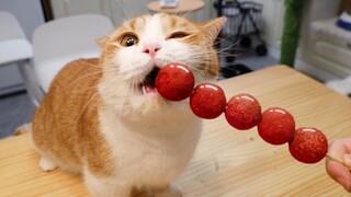 Kẹo bạc hà mèo! Mèo con nhà mình hôm nay sẽ chịu hết nổi đây! [Huahua và Ba Chú Mèo]