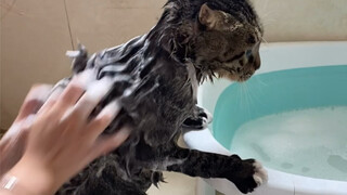 I suspect my cat is from Northeast China—why does it love scrubbing itself so much?