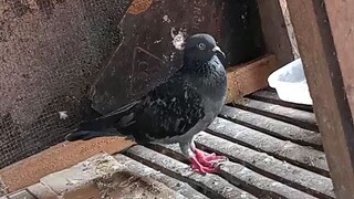 sobrang angas ang tindi