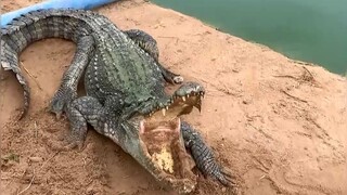 จระเข้หัวดื้อ แม้กินดินก็ไม่หนี!