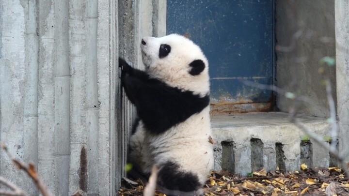 Panda He Hua and Jin Shuang Come Out to Play