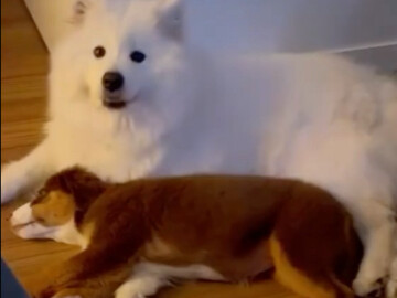 เมื่อตุ๊กตาตัวโปรดกลายเป็นเพื่อนแท้ที่คอยอยู่เคียงข้าง