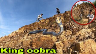 Cuộc Đối Đầu Nghẹt Thở Với Chúa Tể Loài Rắn | King Cobra | Săn Bắt Ẩm Thực Vùng Cao